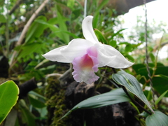 Sobralia decora