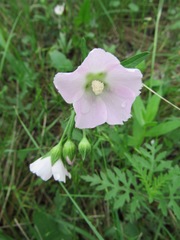 Callirhoe alcaeoides