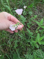 Callirhoe alcaeoides