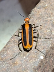 Pyrota tenuicostatis