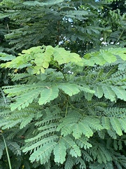 Albizia procera