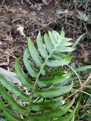 Plagiogyria japonica