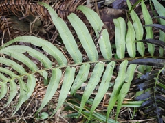 Plagiogyria japonica