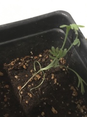 Eschscholzia californica maritima