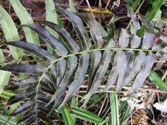 Plagiogyria japonica