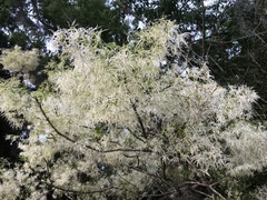 Chionanthus