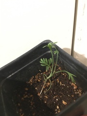 Eschscholzia californica maritima