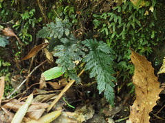 Abrodictyum elongatum