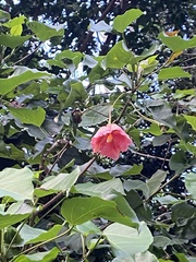 Thespesia grandiflora