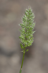 Polypogon interruptus