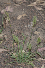 Polypogon interruptus