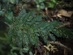 Abrodictyum elongatum