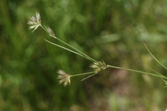 Juncus ranarius