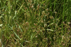 Juncus ranarius