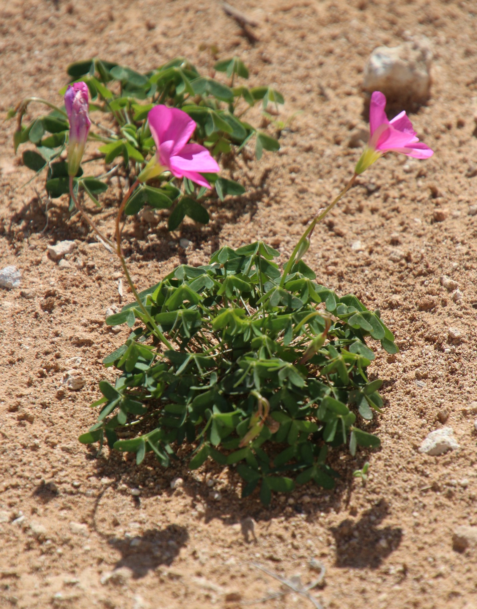 Oxalis stellata Eckl. & Zeyh.