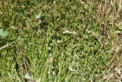 Juncus ranarius