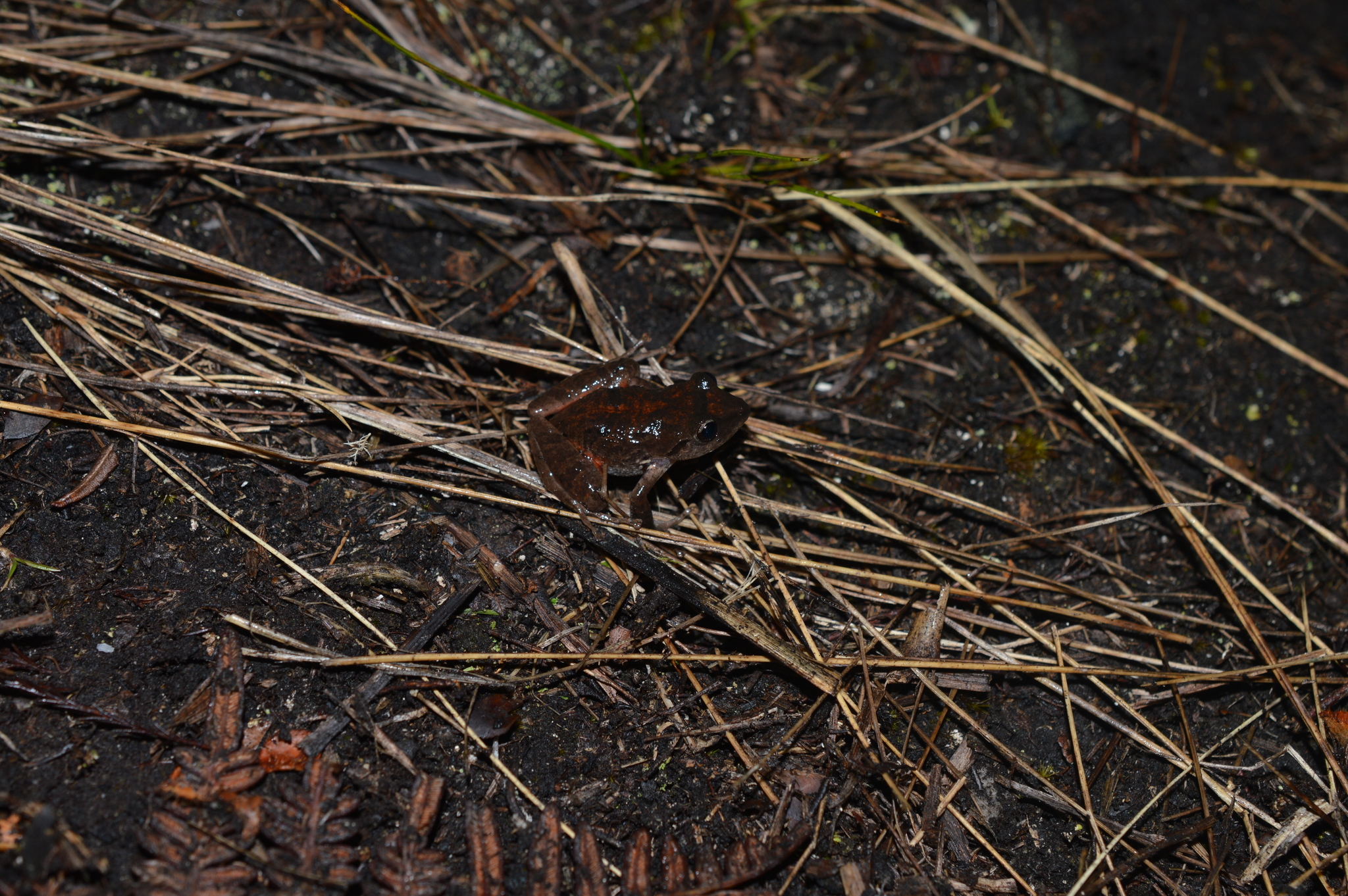 Pristimantis cajamarcensis image