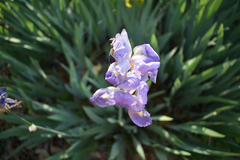 Iris pallida