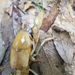 Fallicambarus houstonensis
