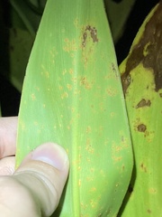Puccinia thaliae