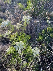 Conium maculatum