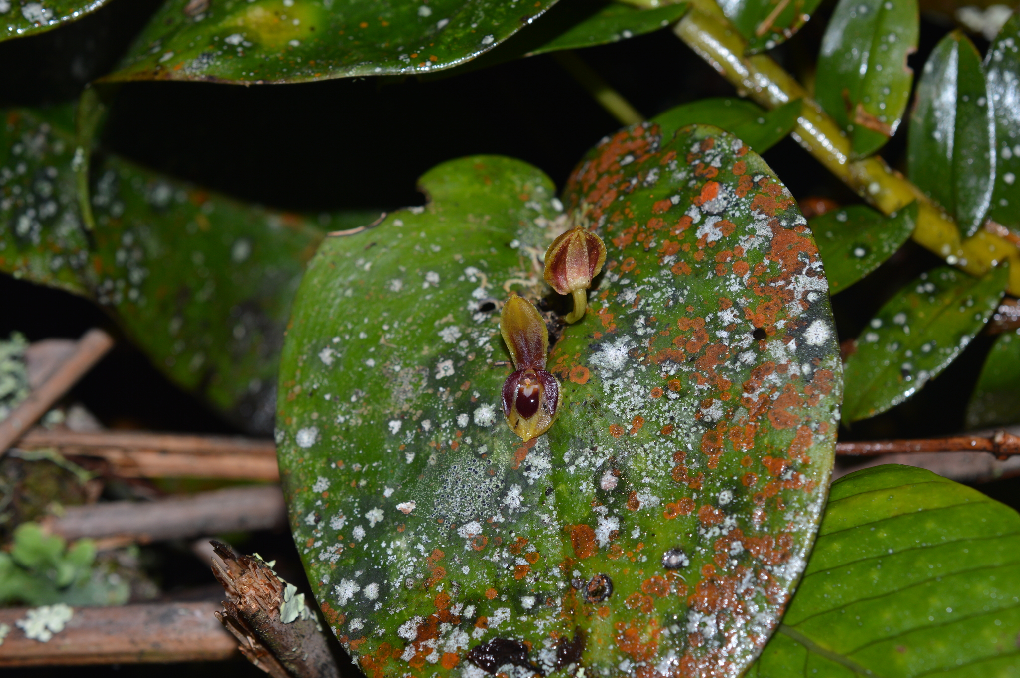 Pleurothallis cordata image