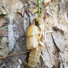 Fallicambarus houstonensis