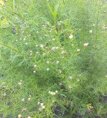 Baccharis ulicina