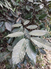 Quercus glauca