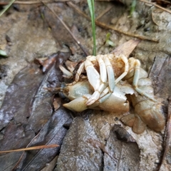 Fallicambarus houstonensis