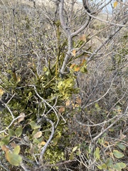 Phoradendron coryae