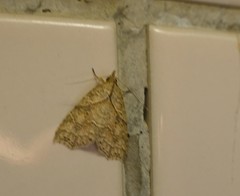 Olulis puncticinctalis