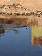 Phalacrocoracidae