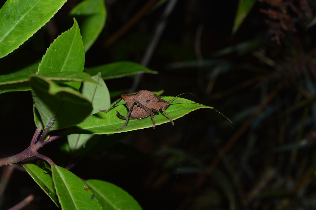 Typophyllum egregium