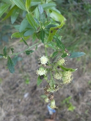 Baccharis punctulata