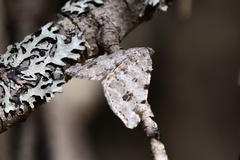 Macaria notata