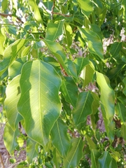 Platymiscium trifoliolatum