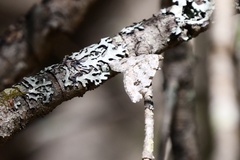 Macaria notata