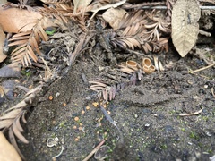 Pulvinula archeri