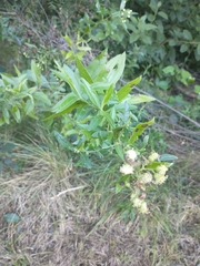 Baccharis punctulata