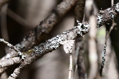 Macaria notata