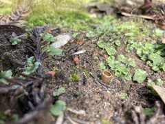 Pulvinula archeri