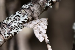 Macaria notata