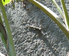 Sceloporus grammicus