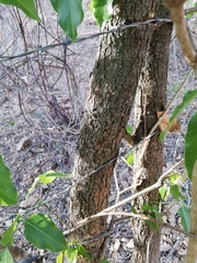 Platymiscium trifoliolatum