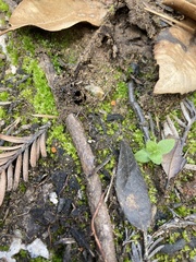 Pulvinula archeri