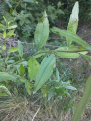 Baccharis punctulata