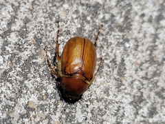 Phyllophaga crinita