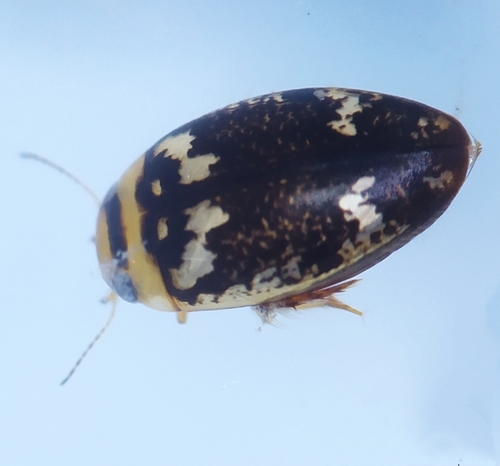 Sussex Diving Beetle