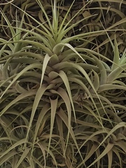 Tillandsia incarnata